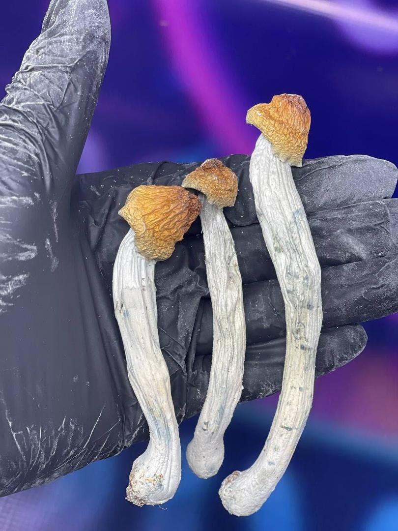 buy shrooms online in hamburg