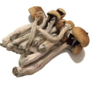 Psilocybe Mexicana Mushroom