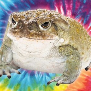 BUFO BUFO VENOM